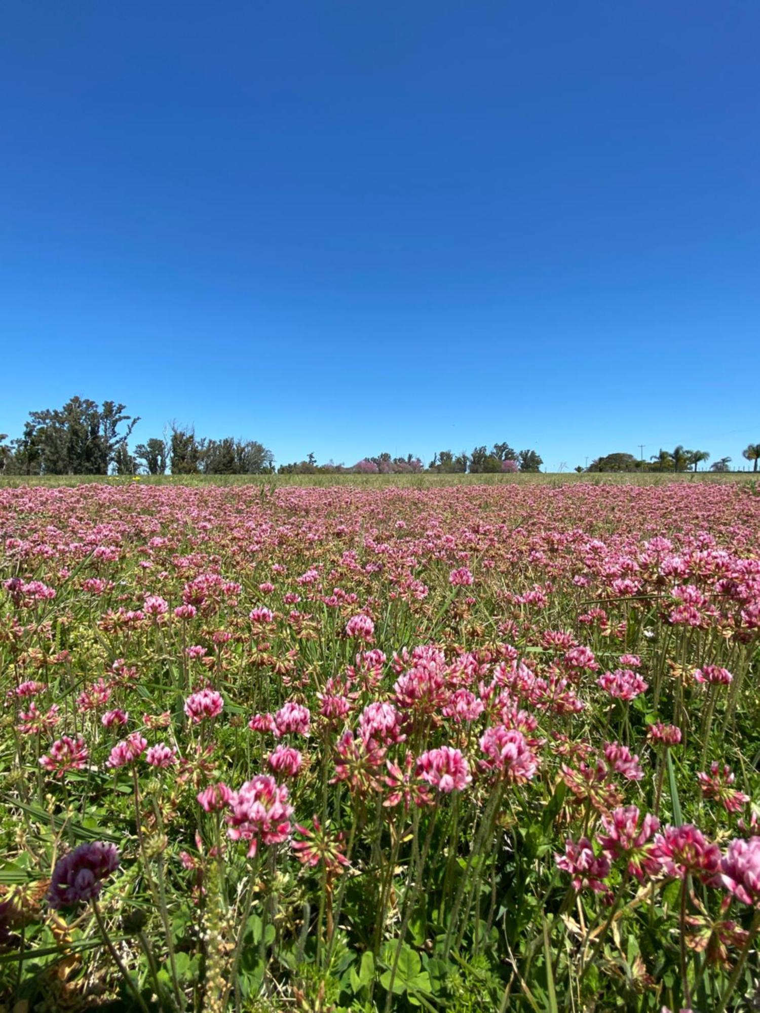 Estancia La Violeta Chajarí Dış mekan fotoğraf