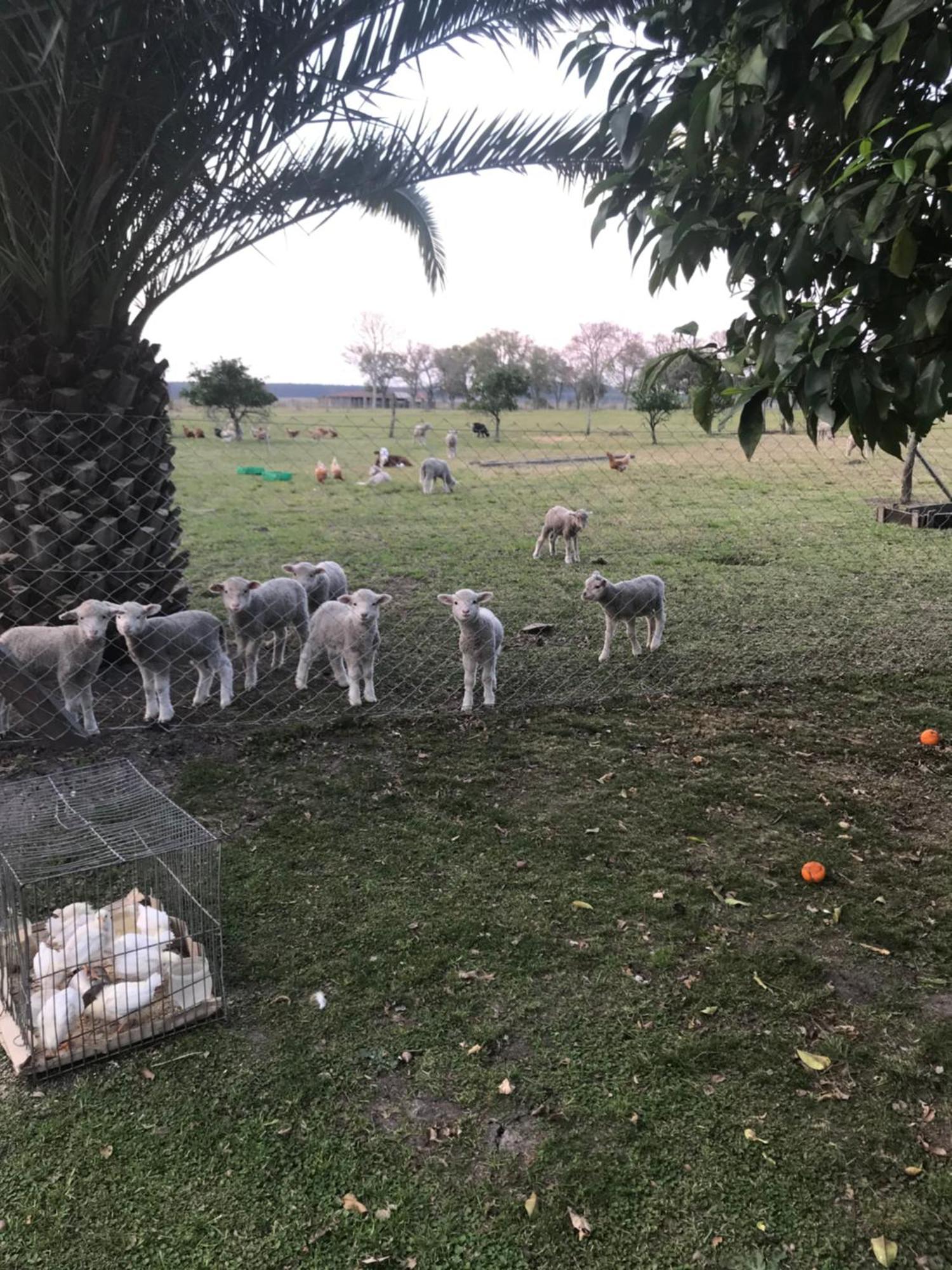 Estancia La Violeta Chajarí Dış mekan fotoğraf